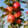 Apfelbaum-Patenschaft BIO / Red Topaz / 2025 / Standard 10kg