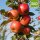 Apfelbaum-Patenschaft BIO / Red Topaz / 2025+2026 / Standard je 10kg / Gutschein 20€ Hofladen-Hofcafe