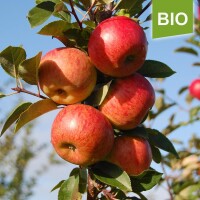 Apfelbaum-Patenschaft BIO / Red Topaz / 2025 / Premium Verlängerung 20kg
