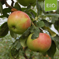 Bio-Jamba Äpfel 5kg-Steige