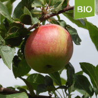 Bio-Jamba Äpfel 5kg-Steige
