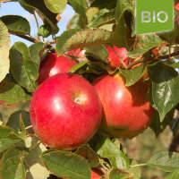 Idared Bio-Äpfel 6kg