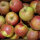 Apfel-Probierpaket - Alte Apfelsorte 5kg
