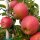 Bio-Äpfel 5kg-Steige / Nicoter
