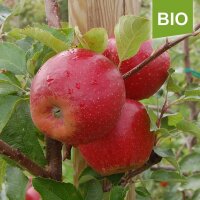 Apfelbaum-Patenschaft BIO / Wellant / 2025+2026 / Standard je 10kg / Gutschein 20€ Hofladen-Hofcafe