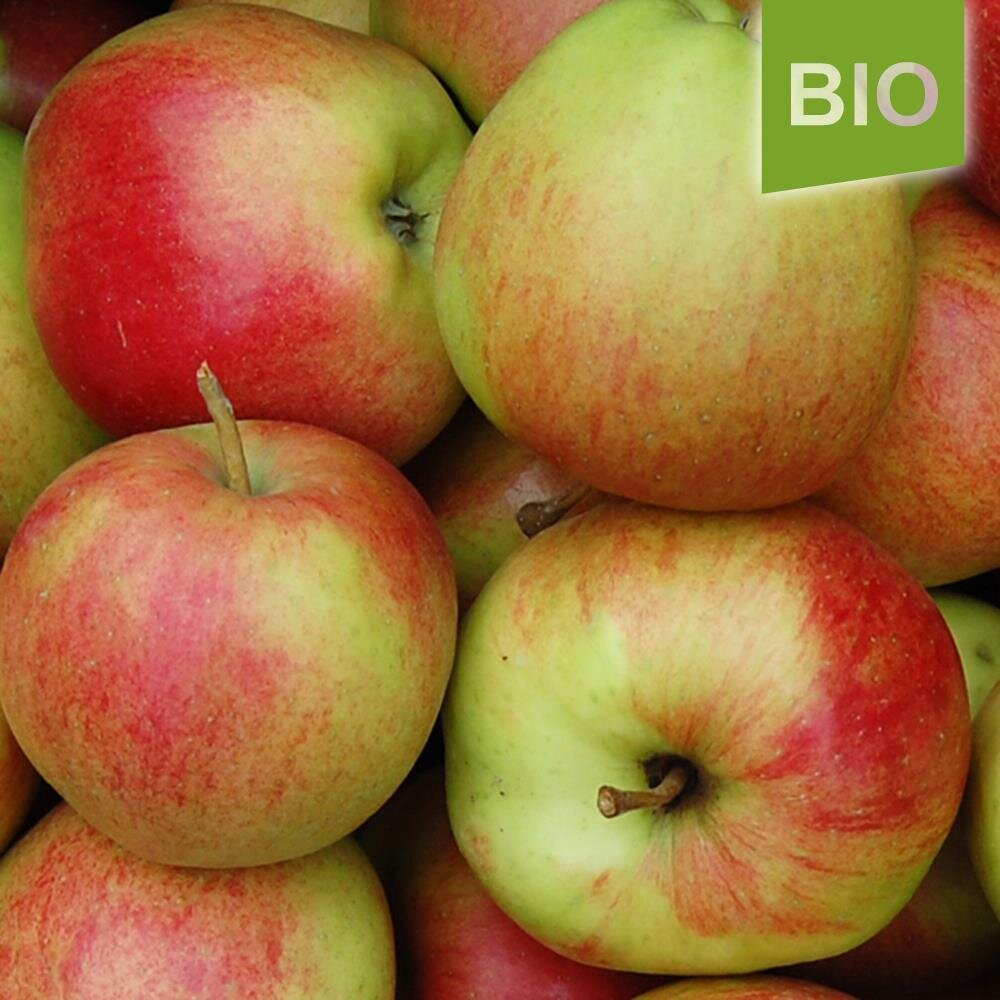 Bio-Apfel der Sorte € Allergiker-Apfel, 1,69 Santana, der