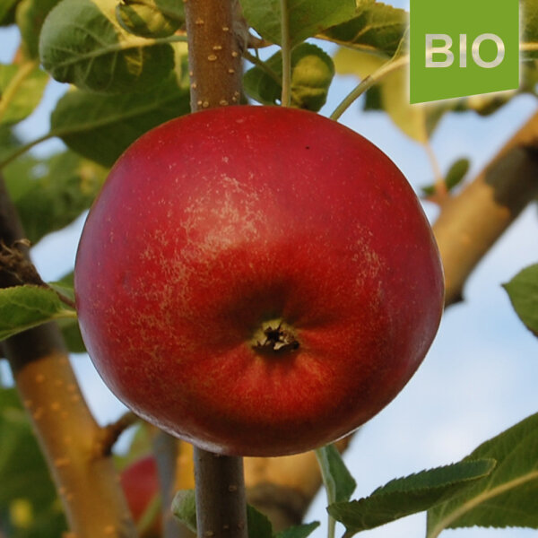 Sorte Allergiker-Apfel, 1,69 der € der Bio-Apfel Santana,