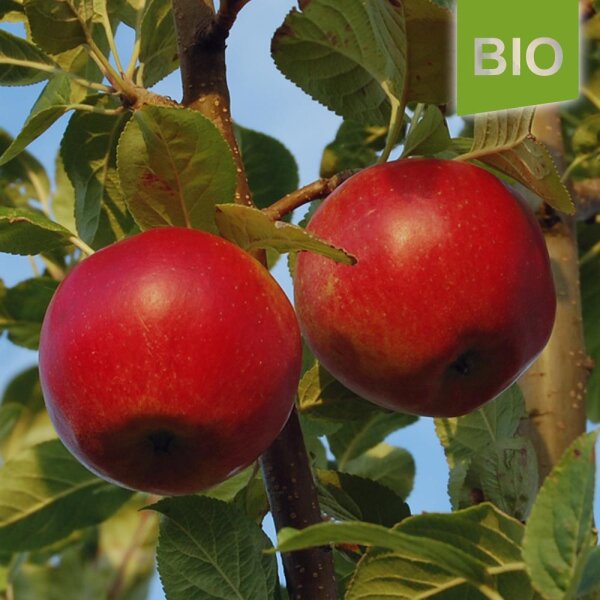 Bio-Apfel der 1,69 € Santana, der Allergiker-Apfel, Sorte