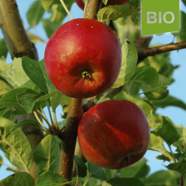 Bio-Apfel der Sorte Santana, der € 1,69 Allergiker-Apfel