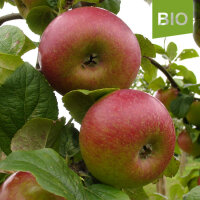 Bio-Apfel Prinz Albrecht von Preußen