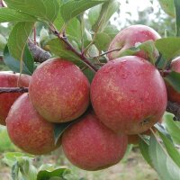 Apfel Rubinette