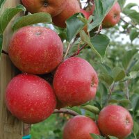 Apfel Rubinette