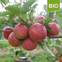 Apfelbaum-Patenschaft BIO / Rubinette / 2025+2026 / Standard je 10kg / Gutschein 20€ Hofladen-Hofcafe