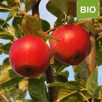 Apfelbaum-Patenschaft BIO / Santana / 2025 / Premium 20kg