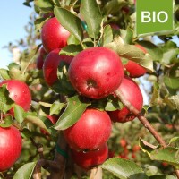 Apfelbaum-Patenschaft BIO / Red Jonaprince / 2025 / Premium Verlängerung 20kg