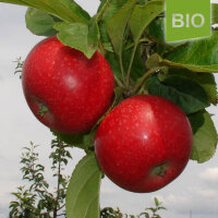 Bio-Apfel Schöner aus Bath