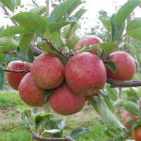 Apfelbaum-Patenschaft BIO / Rubinette / 2025 / Happy Family Verlängerung 40kg