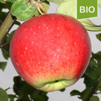 Bio-Apfel Kaiser Alexander
