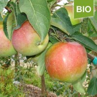 Apfelbaum-Patenschaft BIO / Jamba / 2025 / Standard Verlängerung 10kg