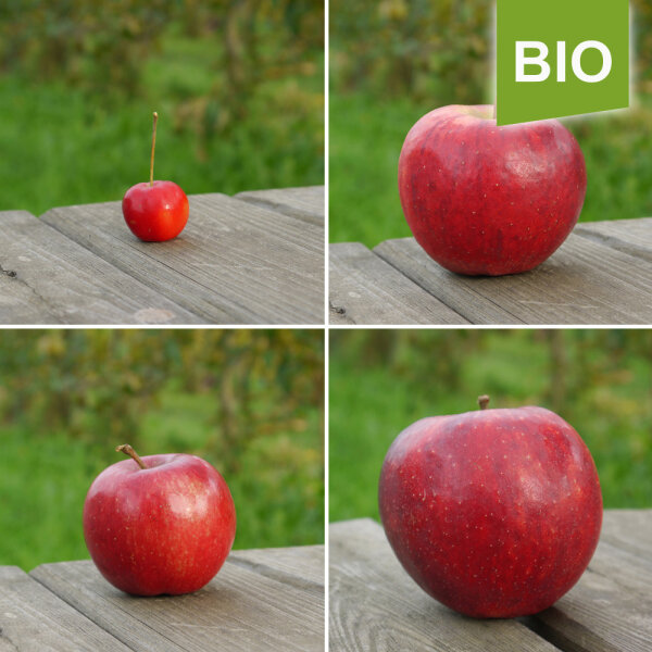 Rote Bio-Weihnachtsäpfel / mittel-groß 80-90mm