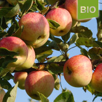 Bio-Apfel Piros 4,5kg