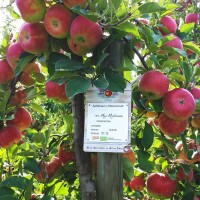 Apfelbaum-Patenschaft BIO / Red Jonaprince / 2025 / Standard 10kg / Gutschein 50€ Hofladen-Hofcafe