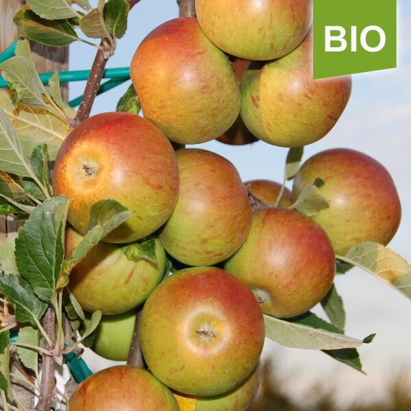 Apfelbaum-Patenschaft BIO / Cox Orange / 2025+2026 / Standard je 10kg / Gutschein 20€ Hofladen-Hofcafe