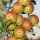 Apfelbaum-Patenschaft BIO / Cox Orange / 2025+2026 / Standard je 10kg / Gutschein 20€ Hofladen-Hofcafe