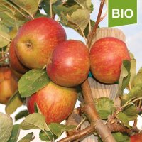 Apfelbaum-Patenschaft BIO / Boskoop / 2025 / Standard 10kg / Gutschein 20€ Hofladen-Hofcafe