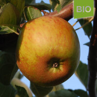 Bio-Apfel Ribston Pepping