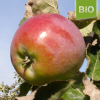 Bio-Apfel Schafsnase