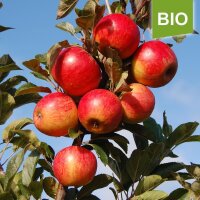 Apfelbaum-Patenschaft BIO / Elstar / 2025+2026 / Premium je 20kg / Gutschein 20€ Hofladen-Hofcafe