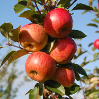 Apfelbaum-Patenschaft BIO / Red Topaz / 2025+2026 / Happy Family Verlängerung je 40kg