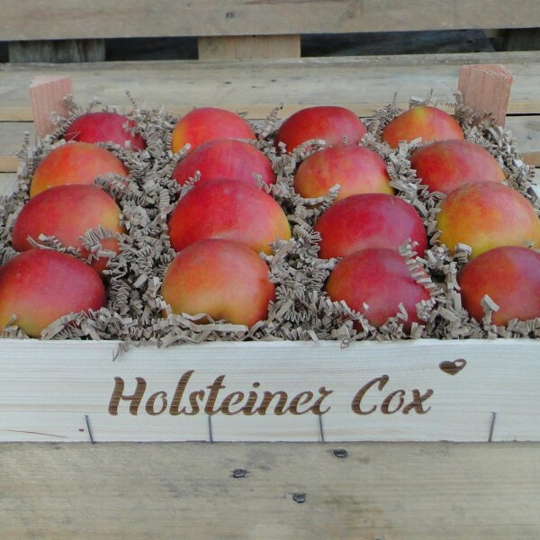 alte Traditionssorte Cox Holsteiner Apfel