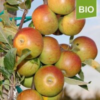 Apfelbaum-Patenschaft BIO / Cox Orange / 2025 / Standard Verlängerung 10kg