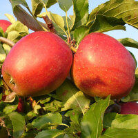 Apfel-Birne Mix, ca. 1 kg regional und unverpackt - kaufen bei  Regio-Delivery