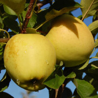 Golden Delicious bio