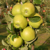 Seestermüher Zitronenapfel bio