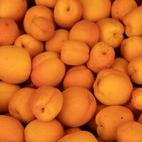 Aprikosen Demeterware 2,5kg-Steige