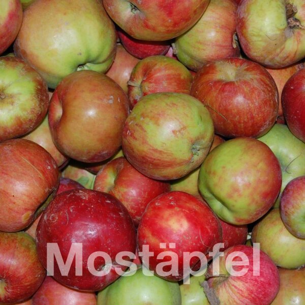 Mostäpfel 13kg krumme Früchte / Gravensteiner