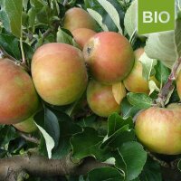 Bio-Äpfel Holsteiner Cox 5kg alte Apfelsorte