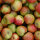 Bio-Äpfel Holsteiner Cox 5kg alte Apfelsorte