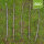 Apfelholztriebe 70-100cm Deko-Apfelholz