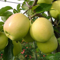 Golden Delicious Bio-Apfel 5kg