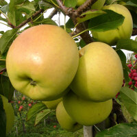 Golden Delicious Bio-Apfel 5kg