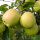 Golden Delicious Bio-Apfel 5kg