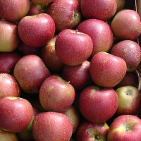Wellant-Äpfel 3kg