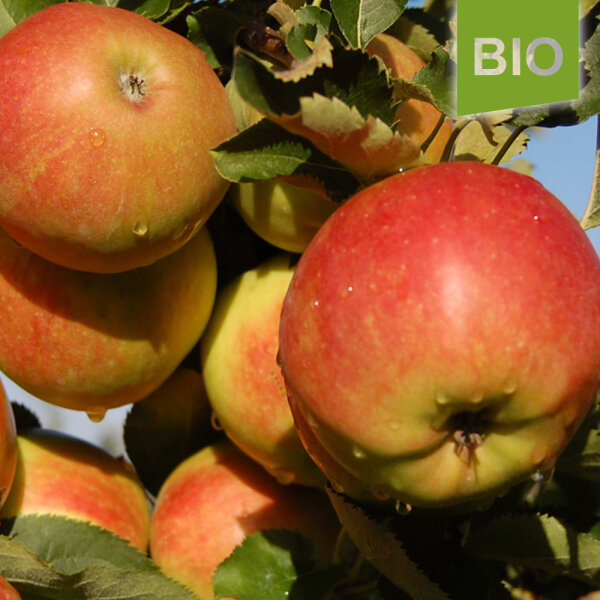 Bio-Apfel € Jonagold, der Sorte 1,49
