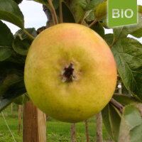 Bio-Apfel Fromms Goldrenette