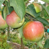 Apfelbaum-Patenschaft BIO / Jamba / 2025 / Standard 10kg